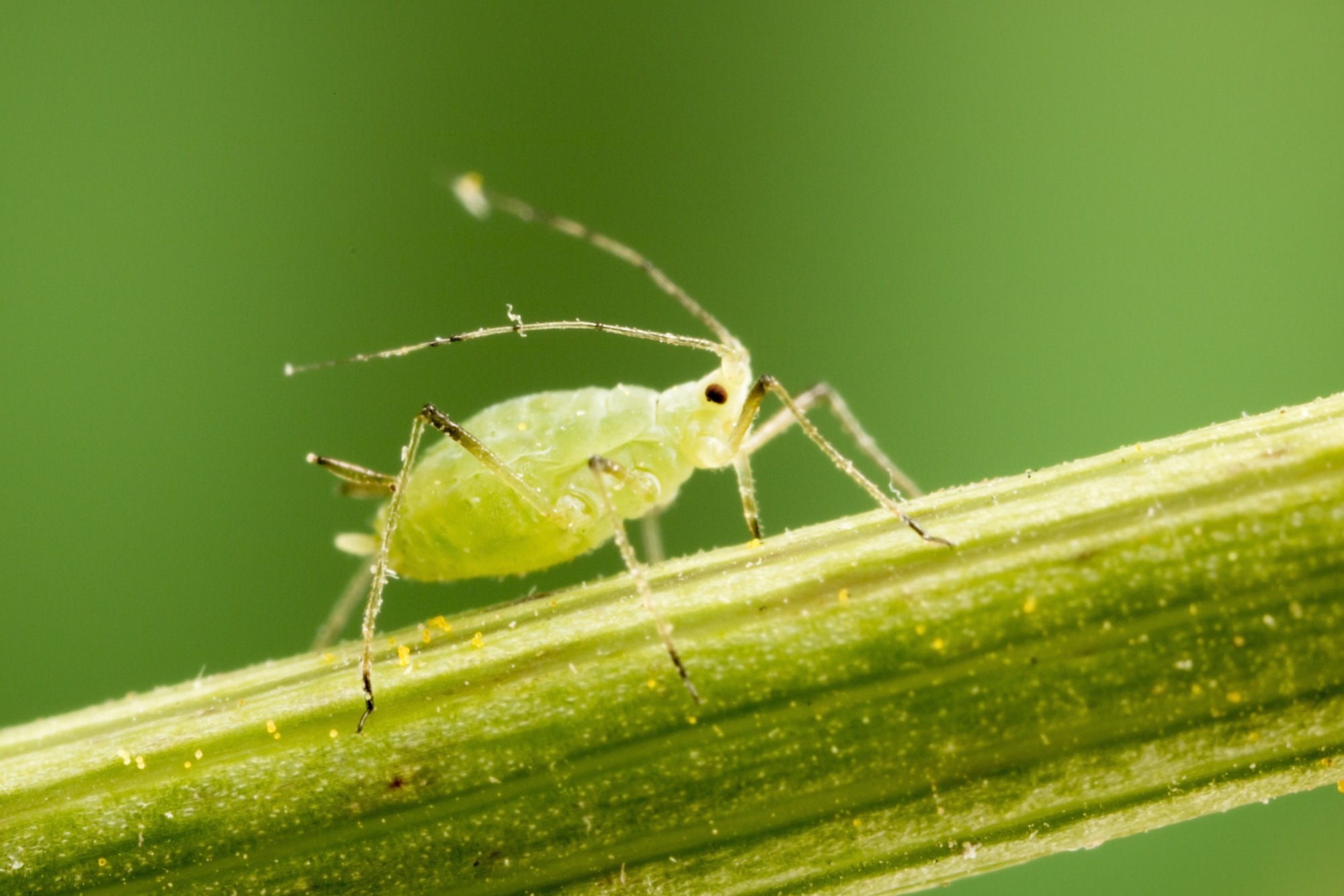 Aphid feeding on plant