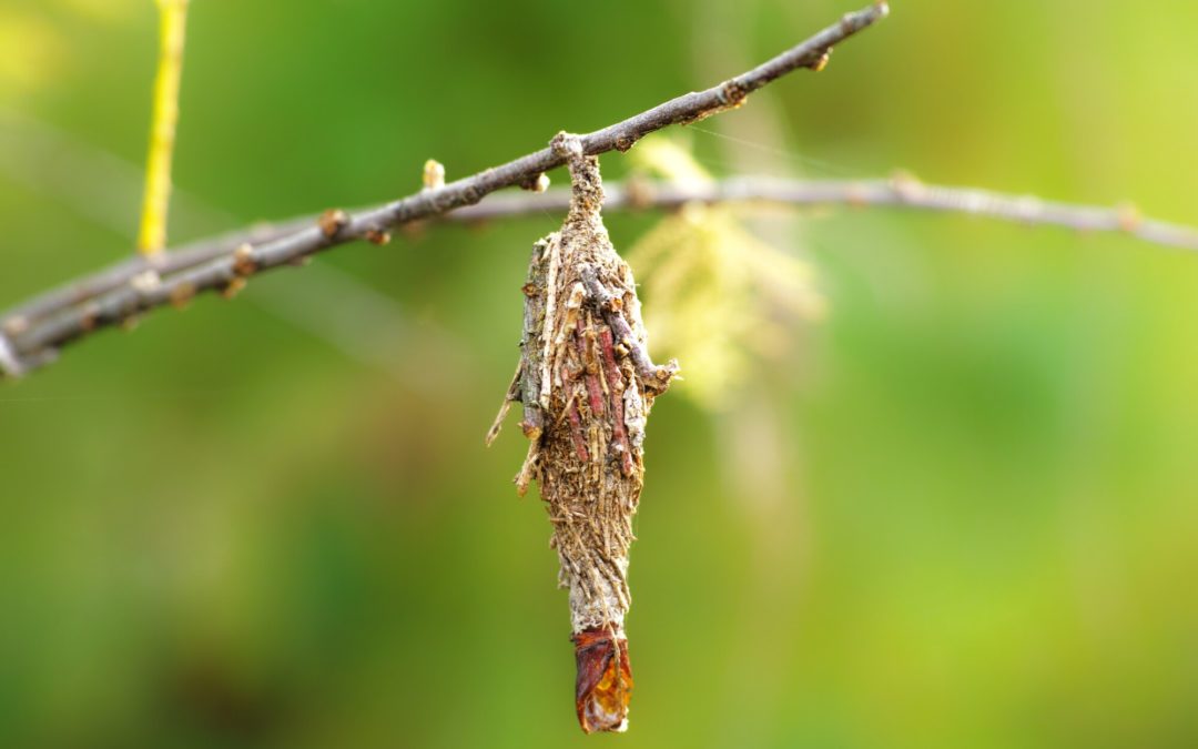 Bagworms in Southern Maryland