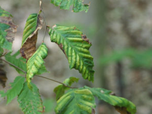 Beech Leaf Disease in Southern Maryland