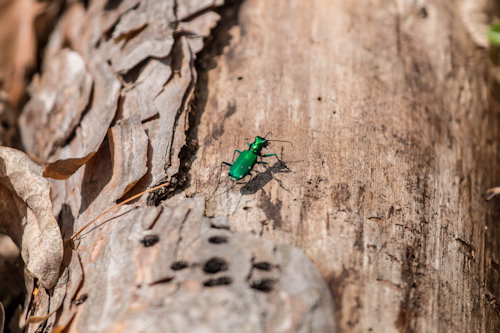 Emerald Ash Borer in Southern Maryland