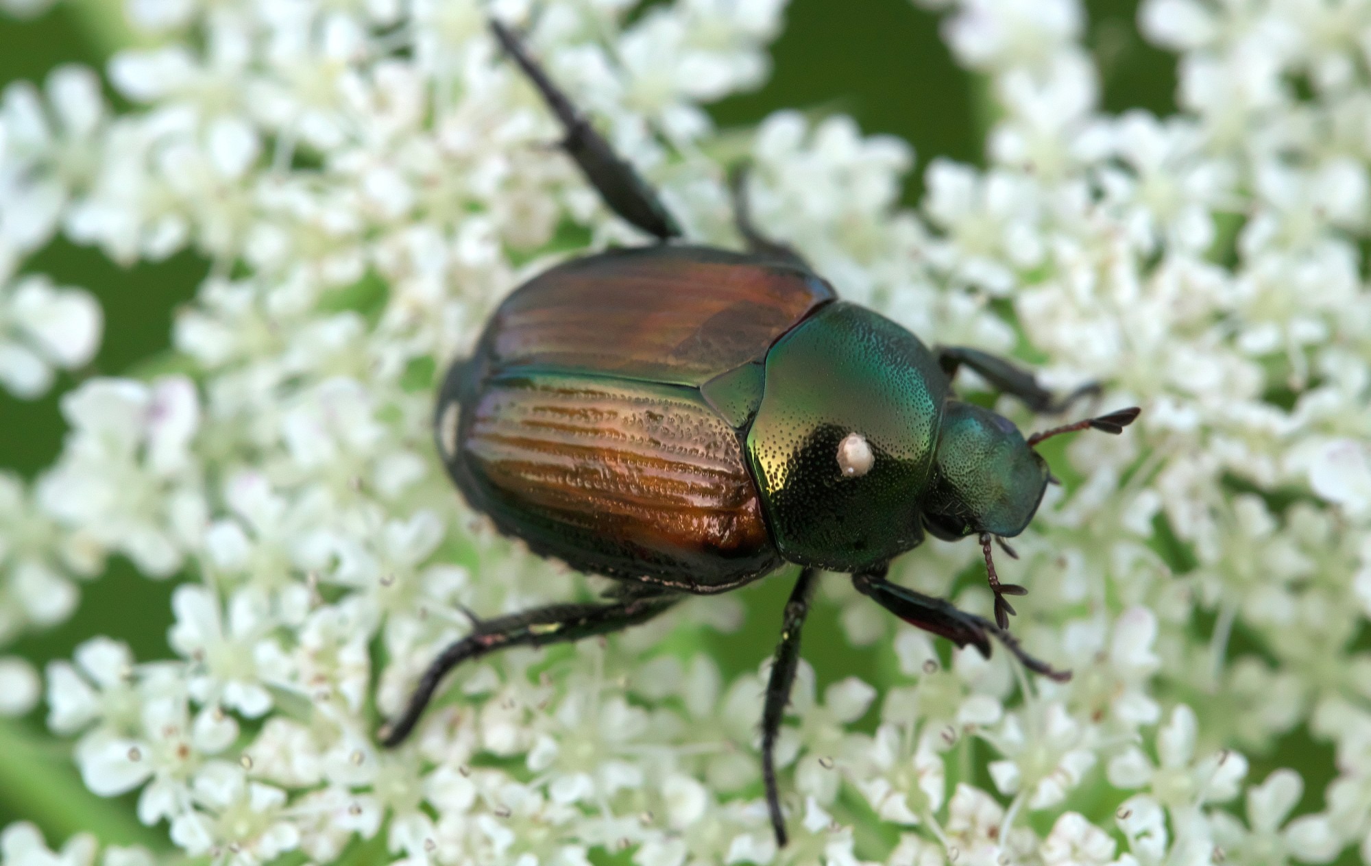 japanese beetle