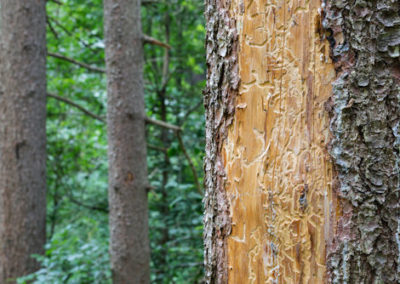 Conifer Bark Beetles in Southern Maryland