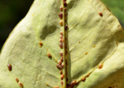 Scale Insects in Southern Maryland