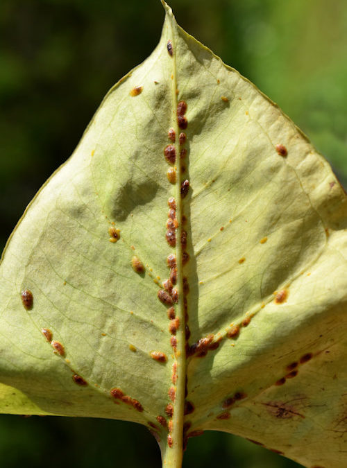 Scale Insects in Southern Maryland