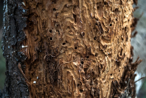 Southern Pine Bark Beetle Damage