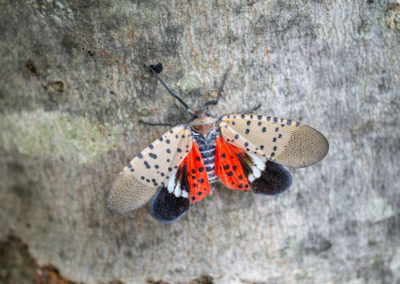 Spotted Lanternfly in Southern Maryland