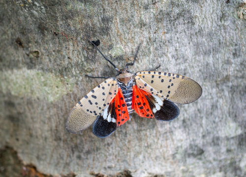 Spotted Lanternfly in Southern Maryland