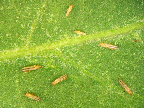 Thrips in Southern Maryland