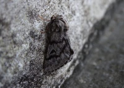 Winter Moth in Southern Maryland