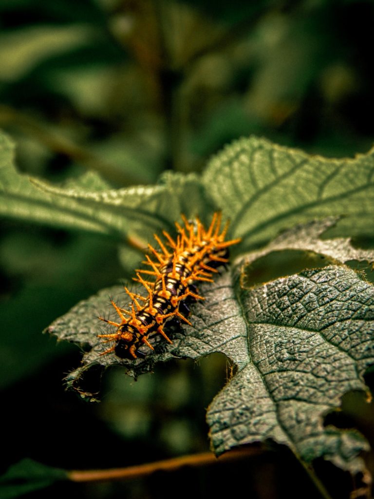 caterpillars in maryland