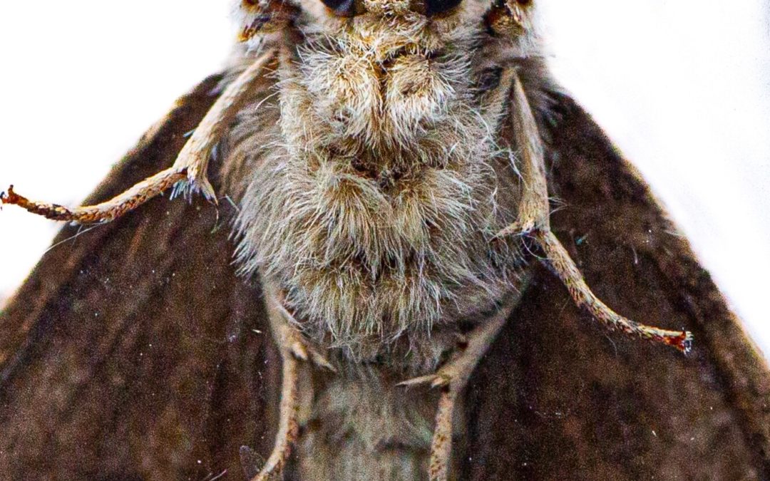 gypsy moth