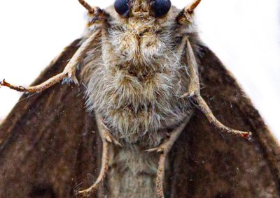 Gypsy Moth in Southern Maryland