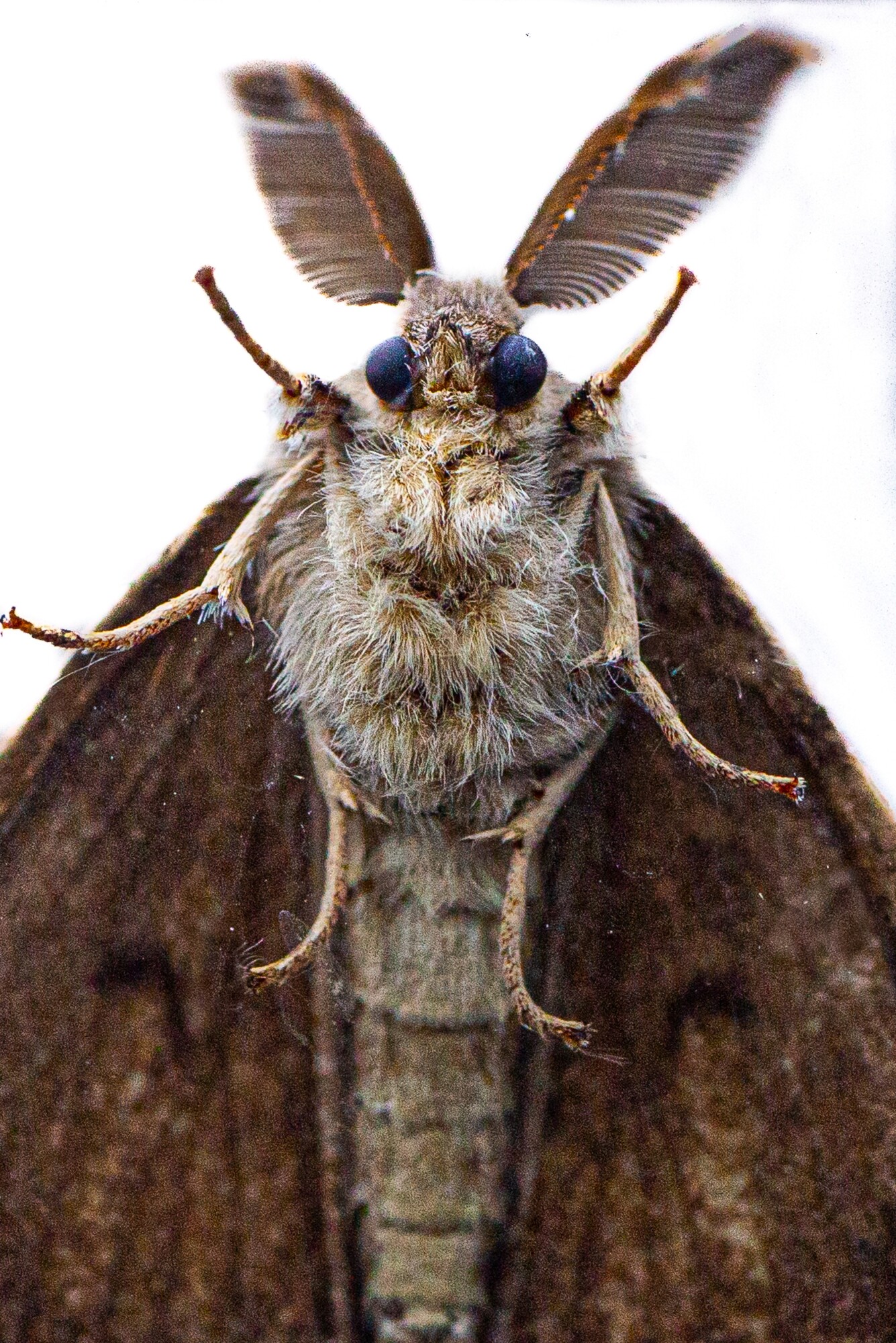 Gypsy Moth in Southern Maryland Friendly Pest Control