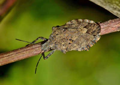 How Do You Get Rid of Stink Bugs in Southern Maryland?