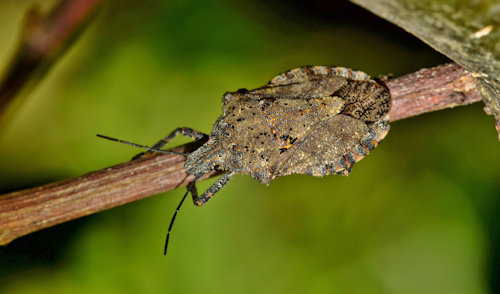 How Do You Get Rid of Stink Bugs in Southern Maryland?