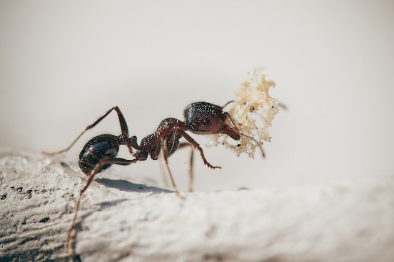 How Do I Permanently Get Rid of Ants in My Southern Maryland Home?