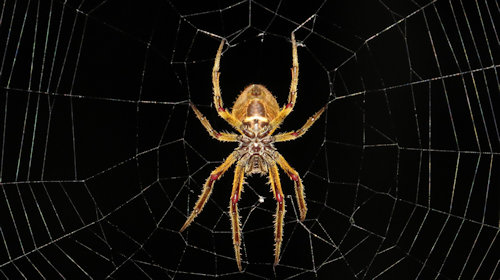 What Do Professionals Use to Kill Spiders in Southern Maryland?