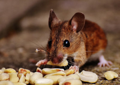 How Much Does It Cost to Hire a Mouse Exterminator?