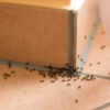Ants in kitchen