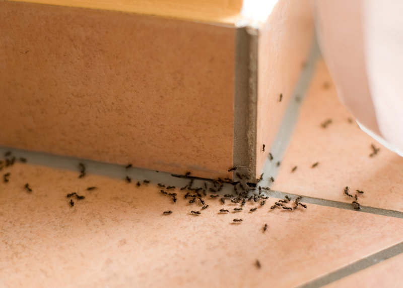 Ants in kitchen