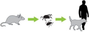 Lyme Disease Cycle