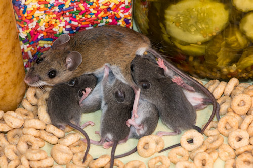 Mouse with Babies