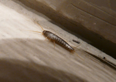 Why are There Silverfish in My Northern Virginia Home?