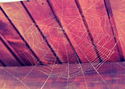 Four Simple Ways to Keep Spiders Out of Your Northern Virginia Home