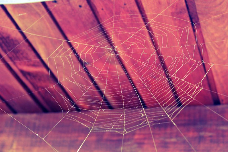Four Simple Ways to Keep Spiders Out of Your Northern Virginia Home