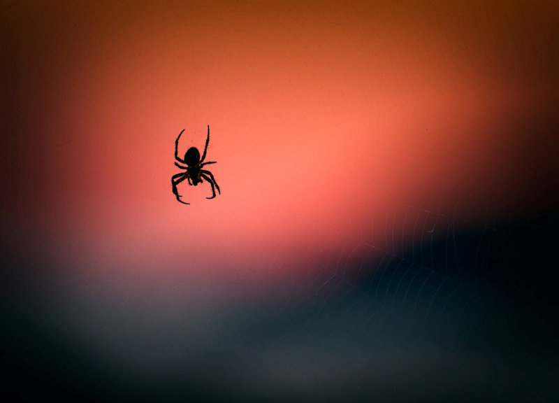 silhouette-photography-of-spid