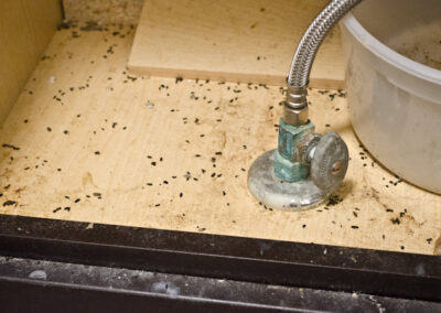 Can You Get Sick From Old Mouse Droppings?