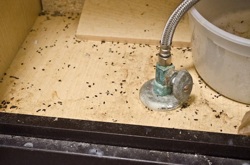 mouse droppings under sink        <h3 class=