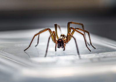 What Will Keep Spiders Away in Southern Maryland?