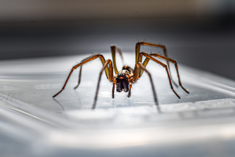 What Will Keep Spiders Away in Southern Maryland?