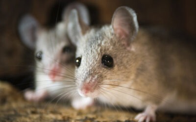 How Can You Tell How Many Mice You Have in Your House?