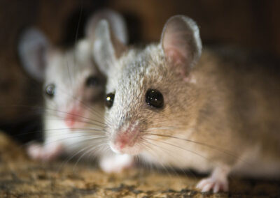 How Can You Tell How Many Mice You Have in Your House?