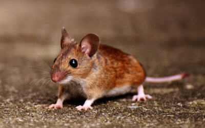 How Many Mice Cause an Infestation?