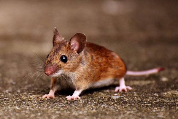 White footed mouse out side