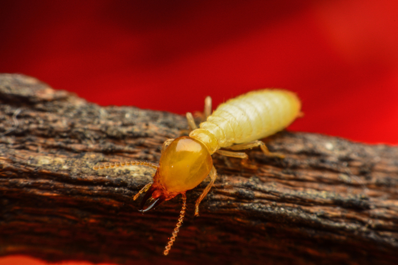 Can You Have a Termite Problem in the Winter?