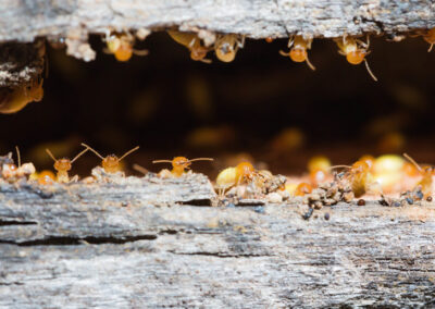 Where Do Termites Go When It’s Cold?
