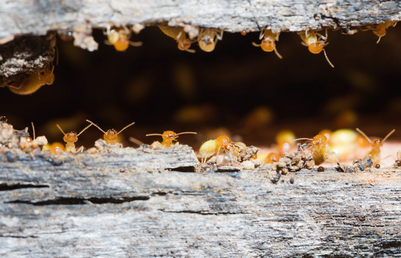 Where Do Termites Go When Itâ€™s Cold?