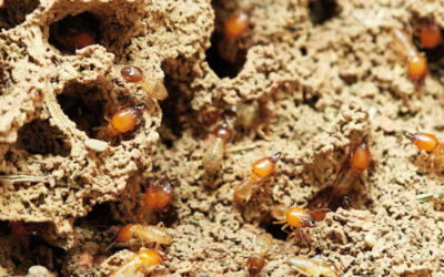 What Attracts Termites to a House?