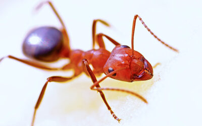 How Do You Find Out Where Ants Are Coming From in Your Kitchen?