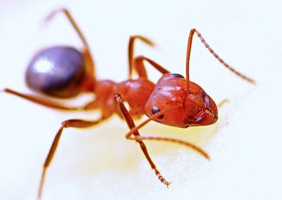 How Do You Find Out Where Ants Are Coming From in Your Kitchen?