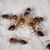 ants on the wall