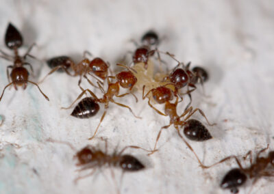 Why Do Ants Invade My Home During Hot Weather?