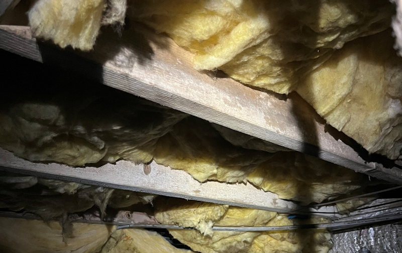 Fungus and Mold in the Crawl Space