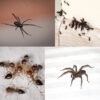 Ants and Spiders