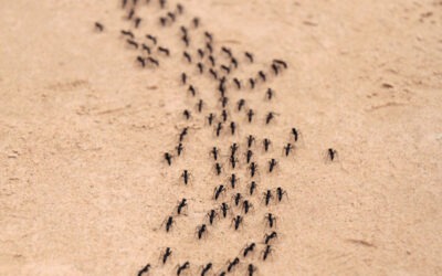 How Do You Find Out Where Ants Are Coming From in Your Kitchen?