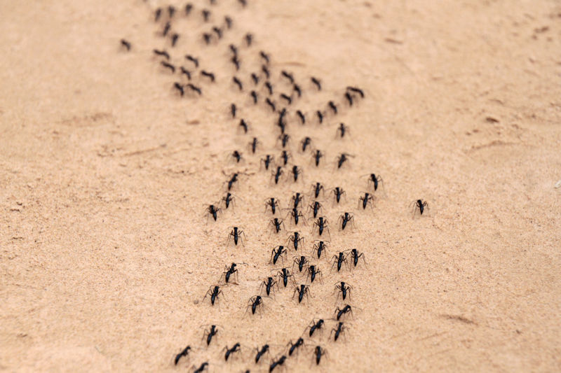 Ants in a line